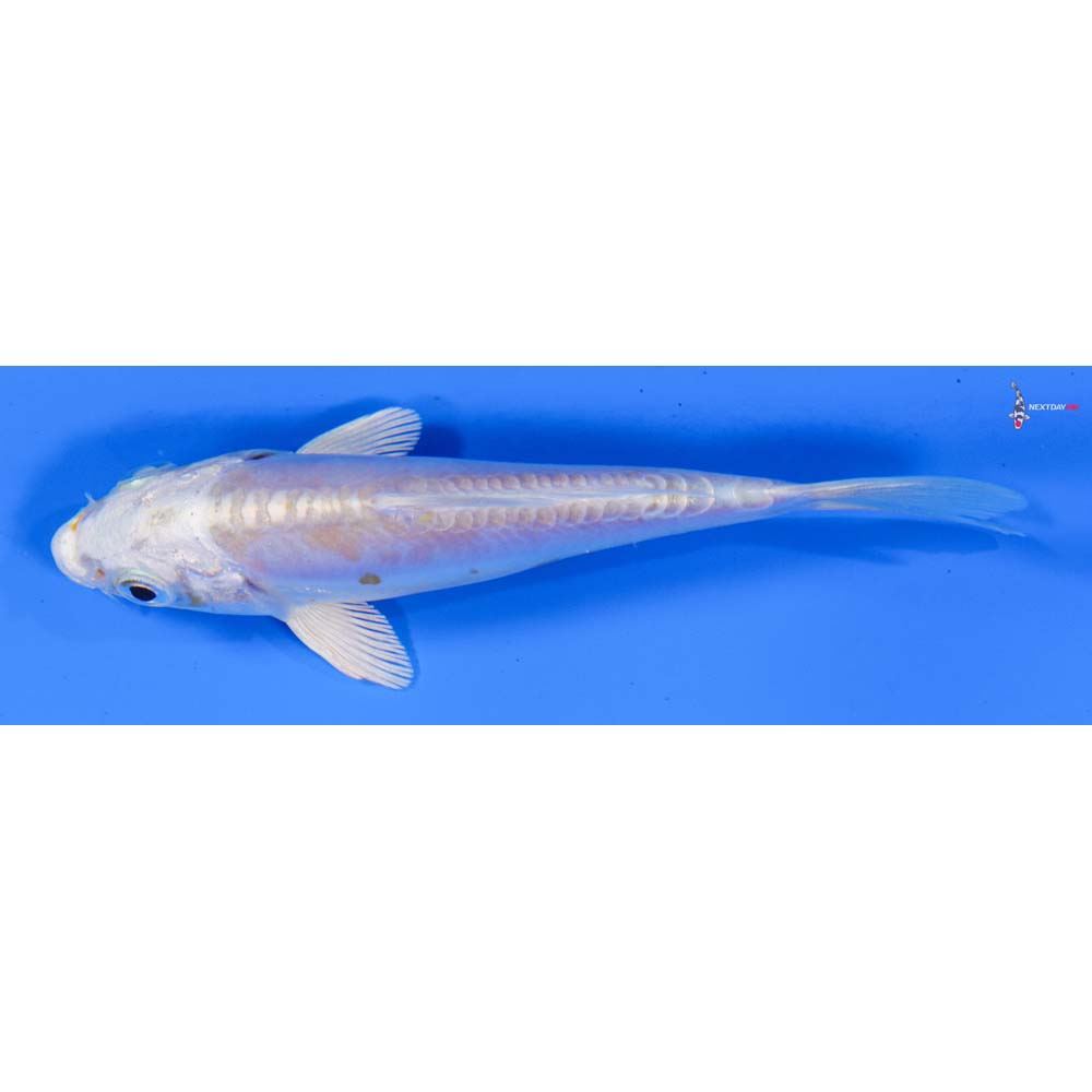 4” Imported Doitsu Lemon Hariwake