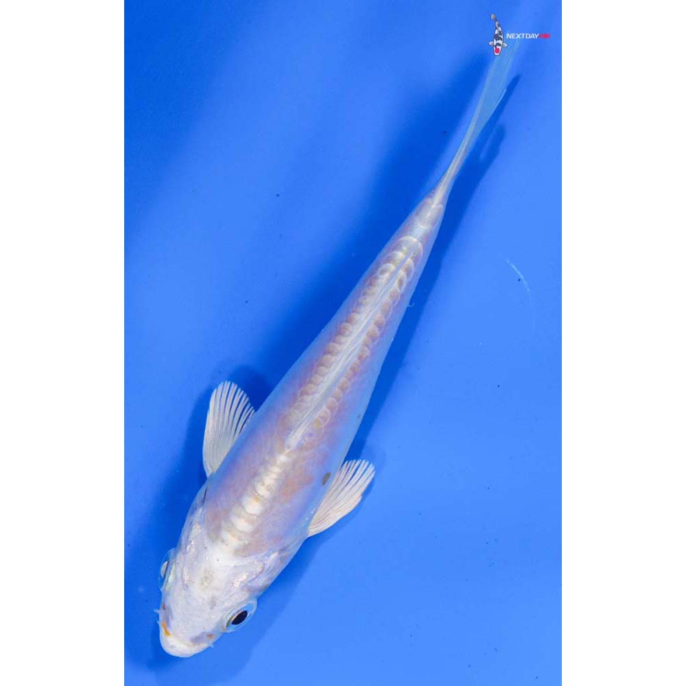 4” Imported Doitsu Lemon Hariwake