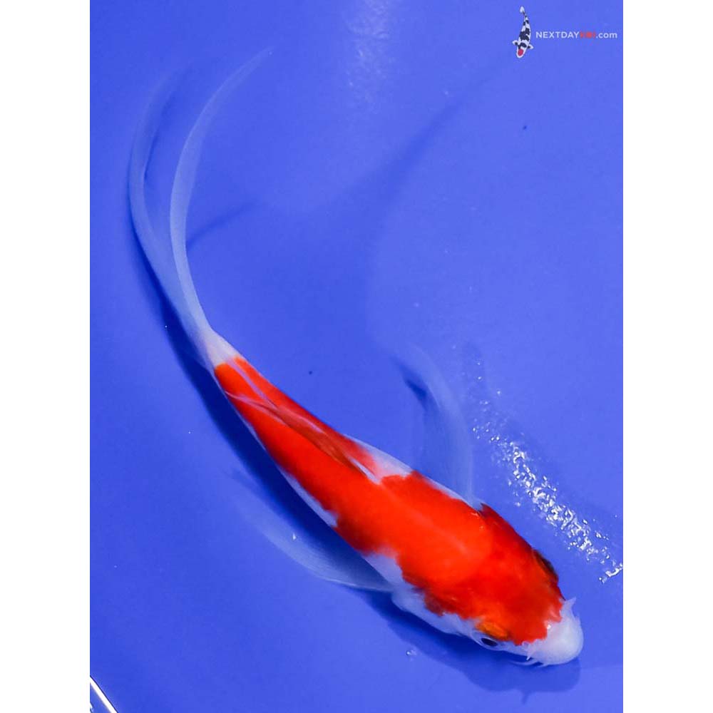 4.5” Imported Kohaku Butterfly Koi