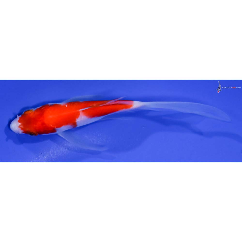 4.5” Imported Kohaku Butterfly Koi