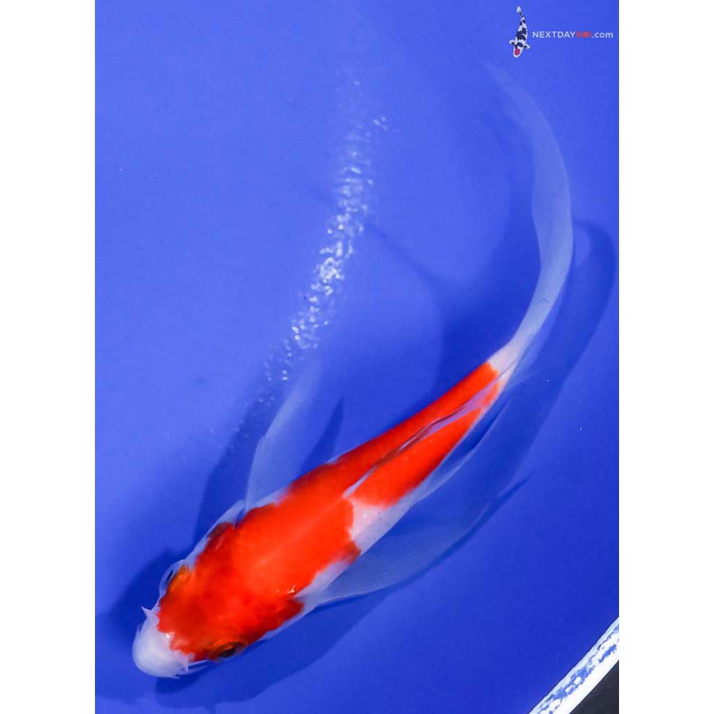 4.5” Imported Kohaku Butterfly Koi