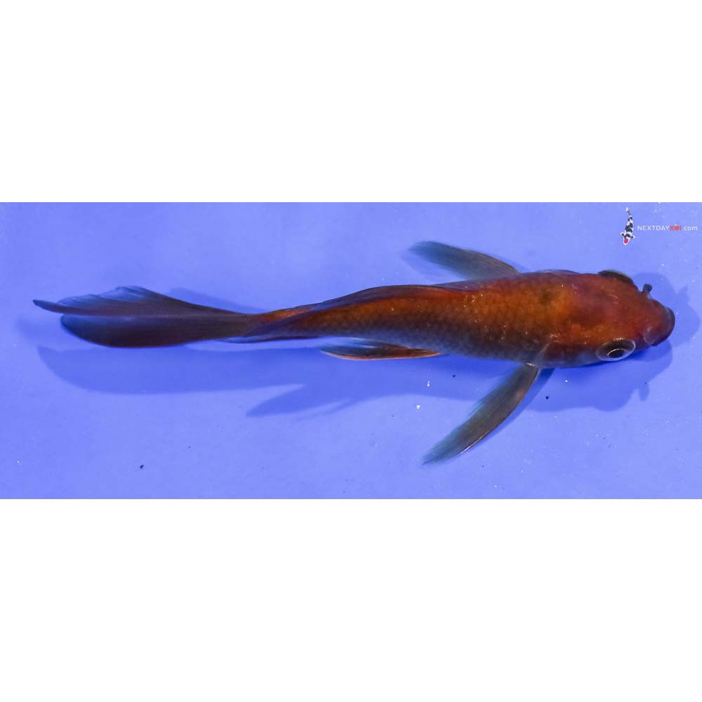 4.5” Imported Chagoi Butterfly Koi
