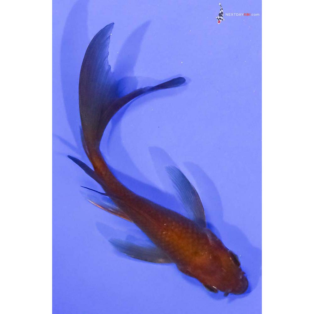 4.5” Imported Chagoi Butterfly Koi