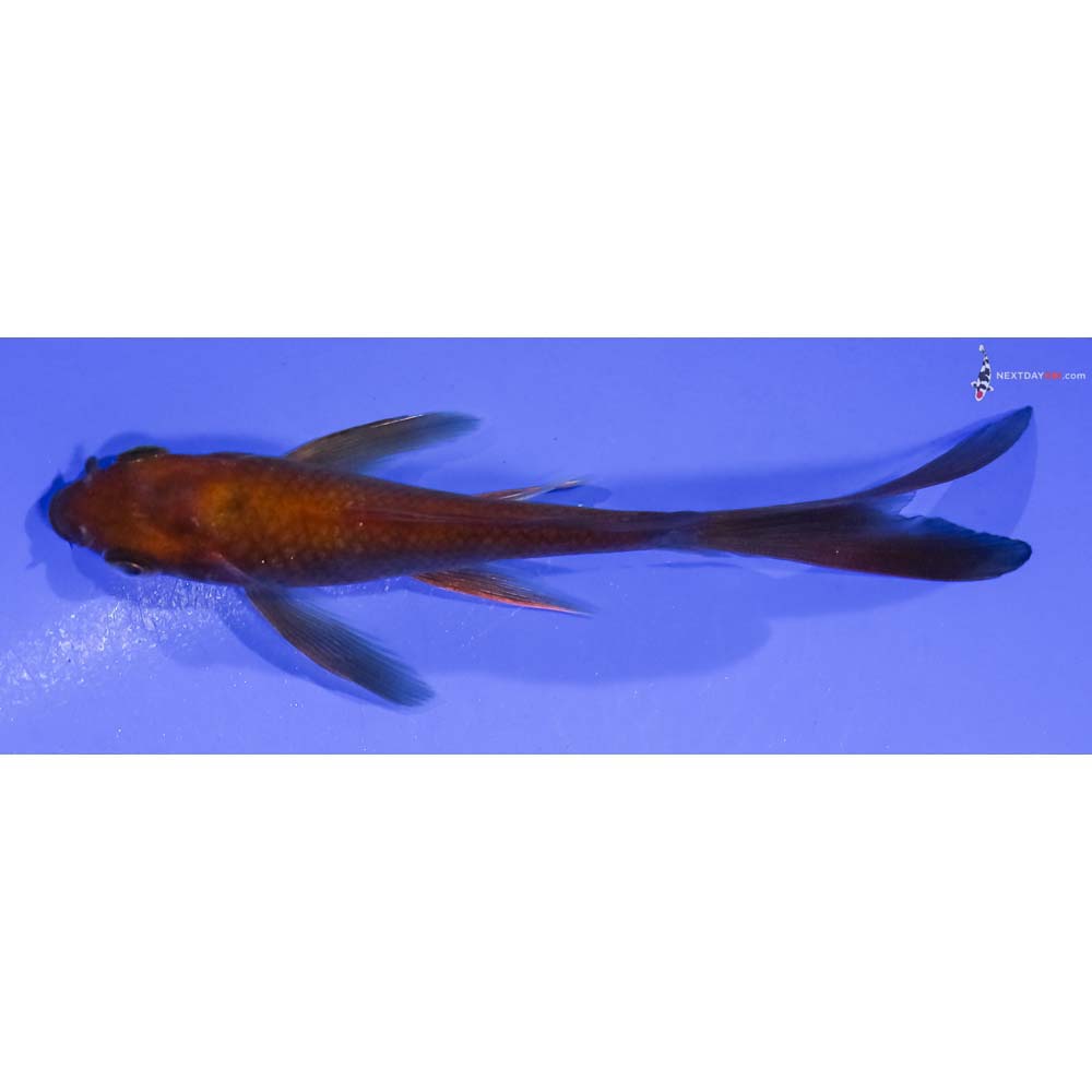 4.5” Imported Chagoi Butterfly Koi