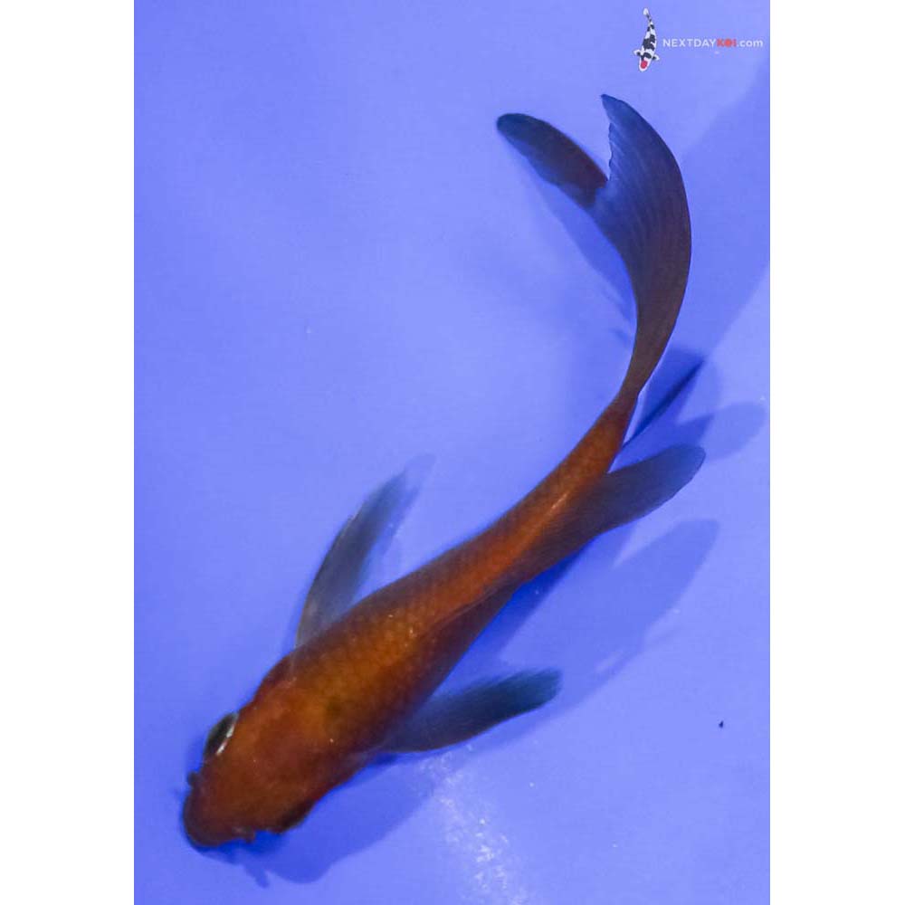 4.5” Imported Chagoi Butterfly Koi