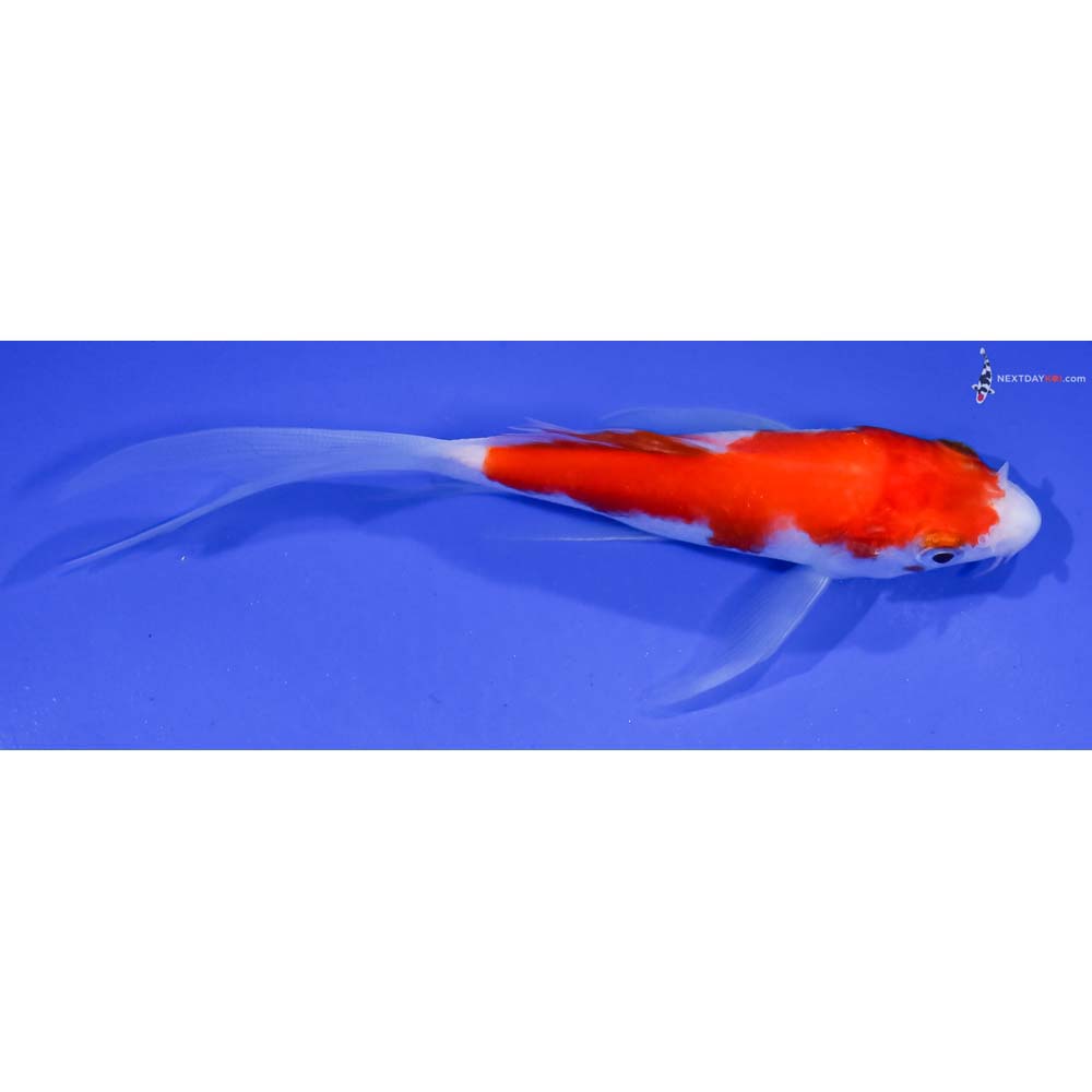 4.5” Imported Kohaku Butterfly Koi