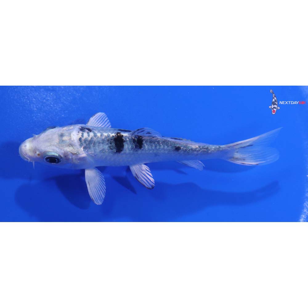 4” Imported Gin Shiro Bekko