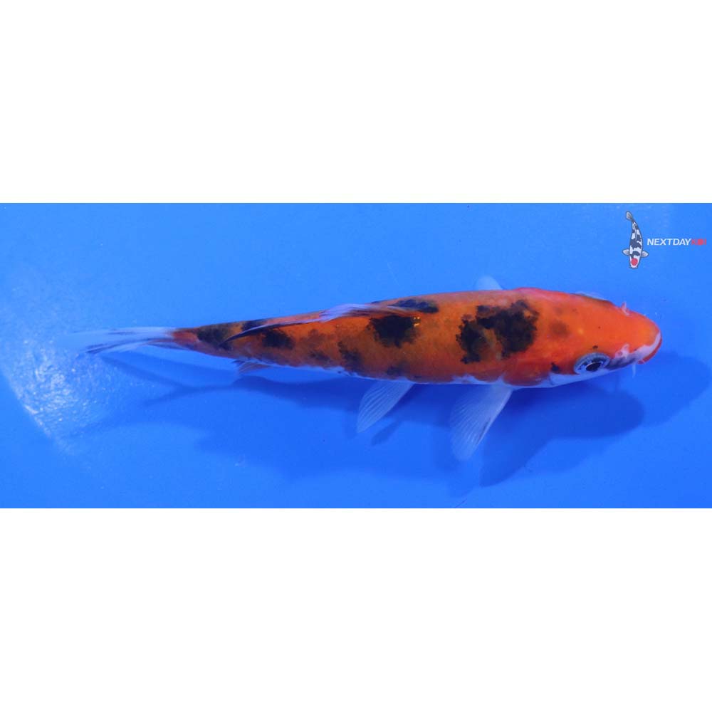 4.5” Imported Sanke