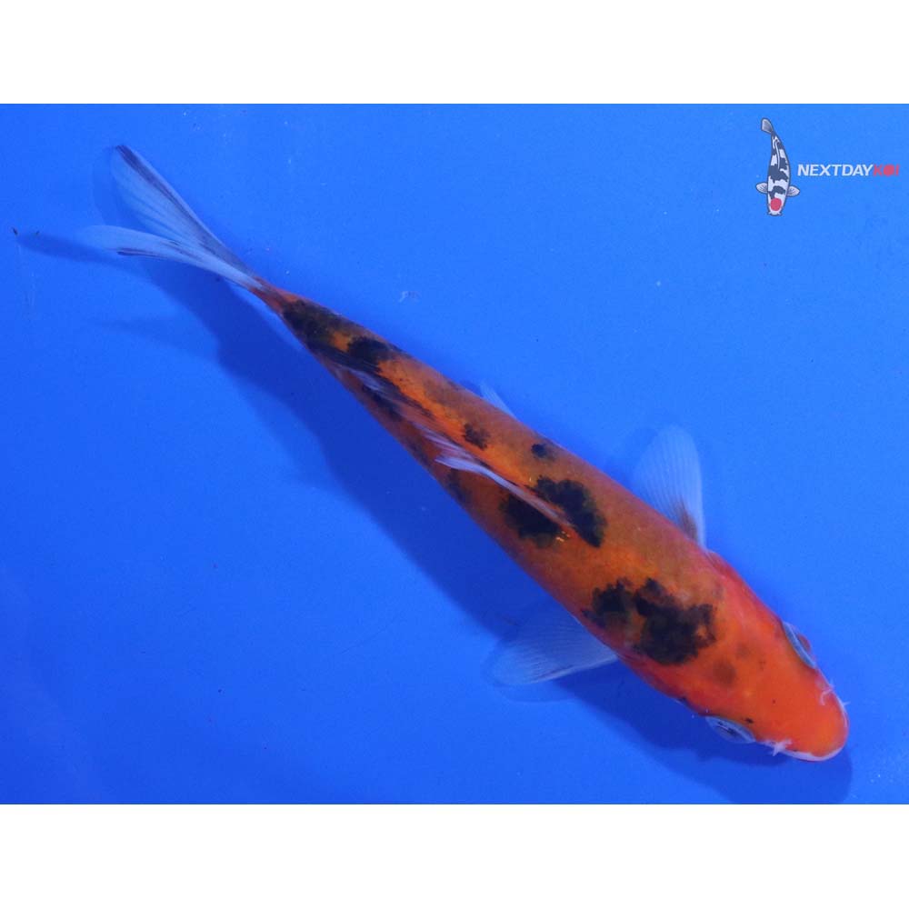 4.5” Imported Sanke