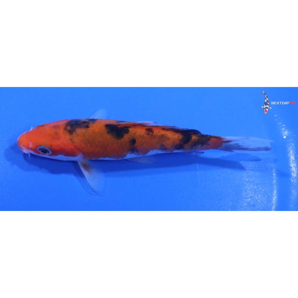 4.5” Imported Sanke
