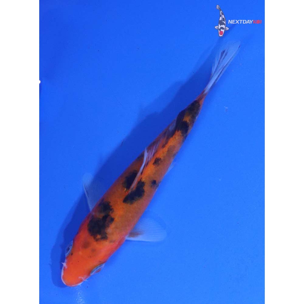 4.5” Imported Sanke