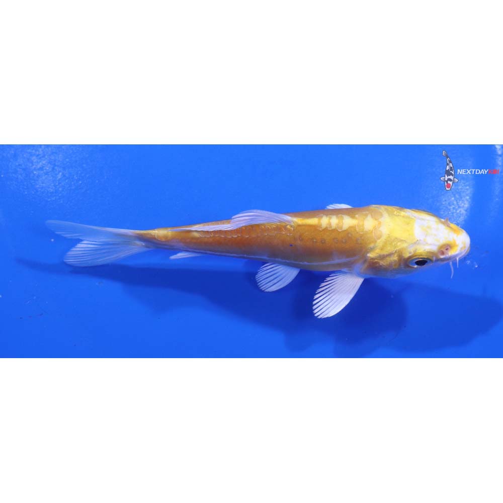 4.5” Imported Doitsu Lemon Hariwake
