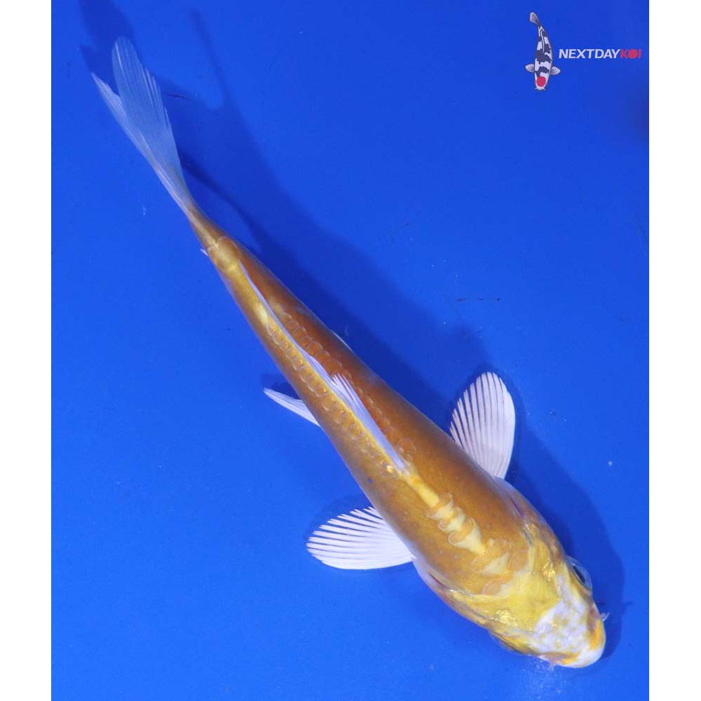 4.5” Imported Doitsu Lemon Hariwake