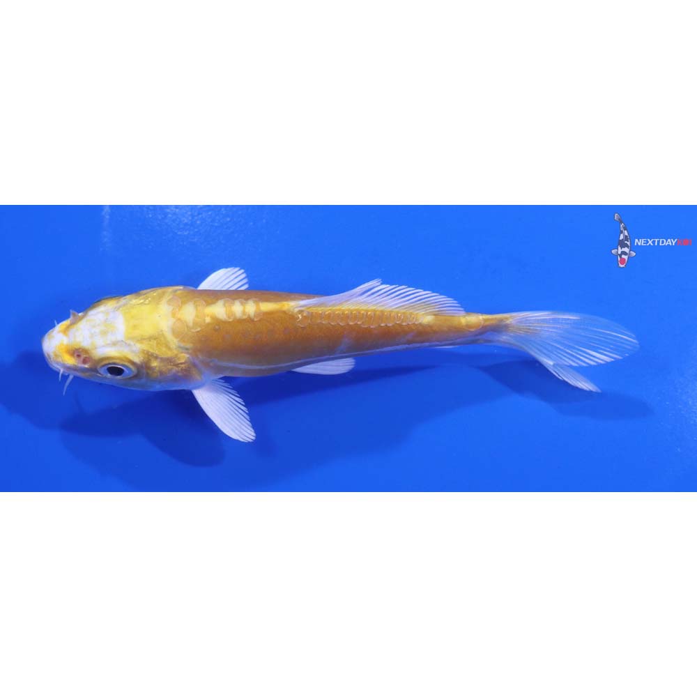 4.5” Imported Doitsu Lemon Hariwake