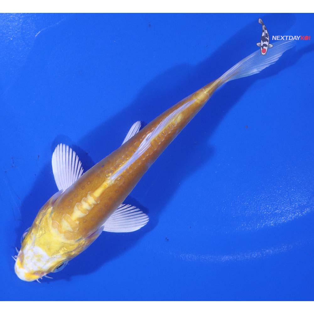 4.5” Imported Doitsu Lemon Hariwake