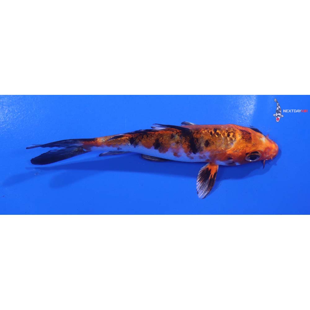 4.5” Imported Yamato Nishiki