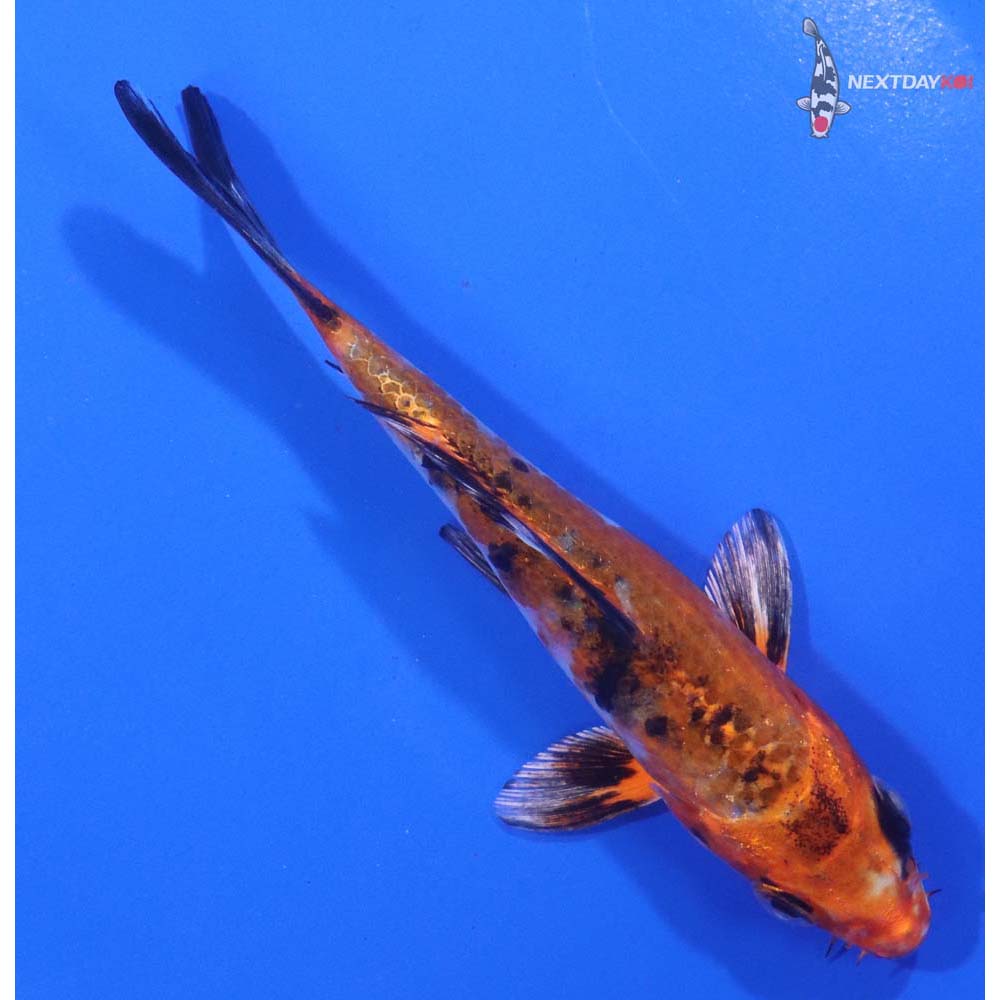 4.5” Imported Yamato Nishiki