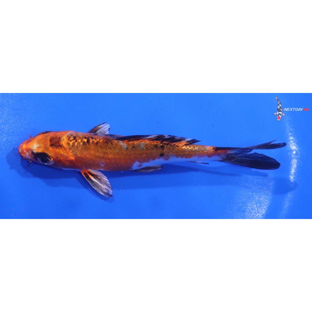 4.5” Imported Yamato Nishiki