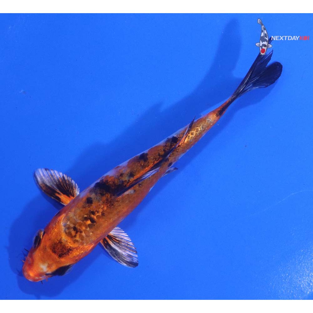 4.5” Imported Yamato Nishiki