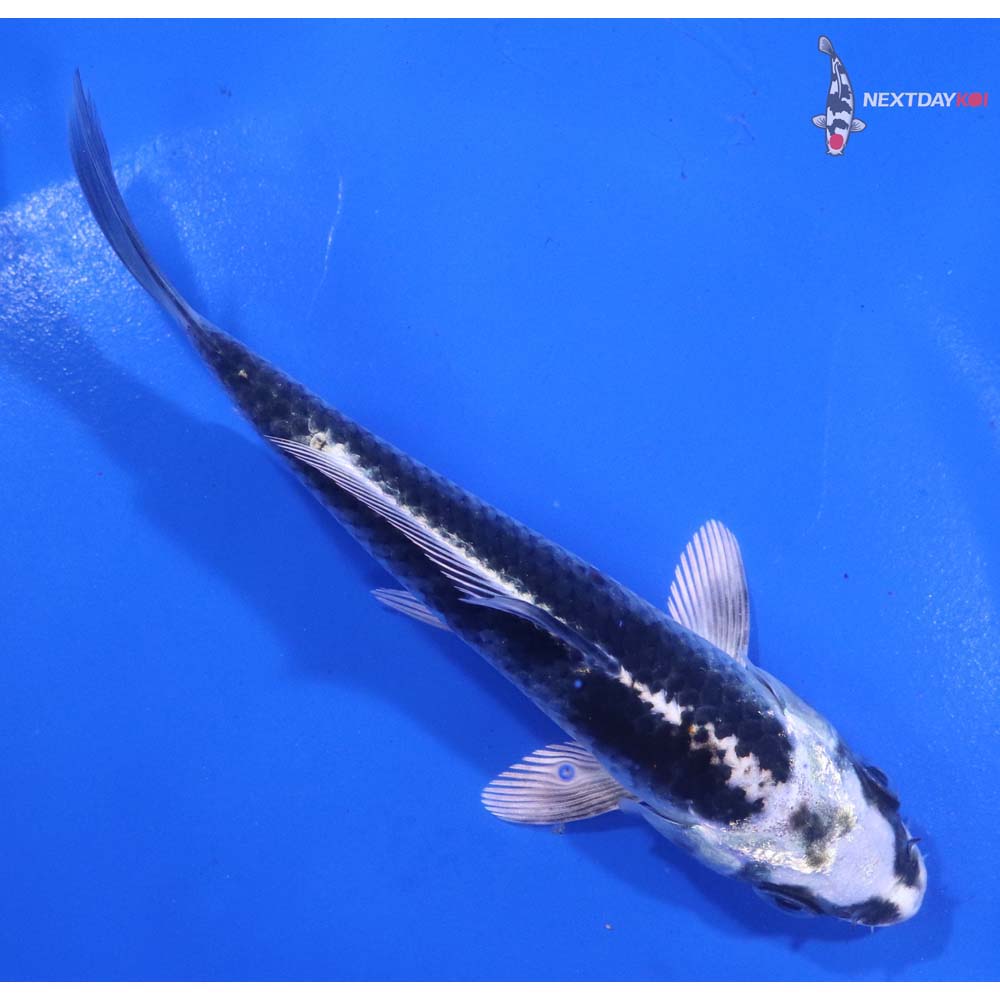 5” Imported Kujaku