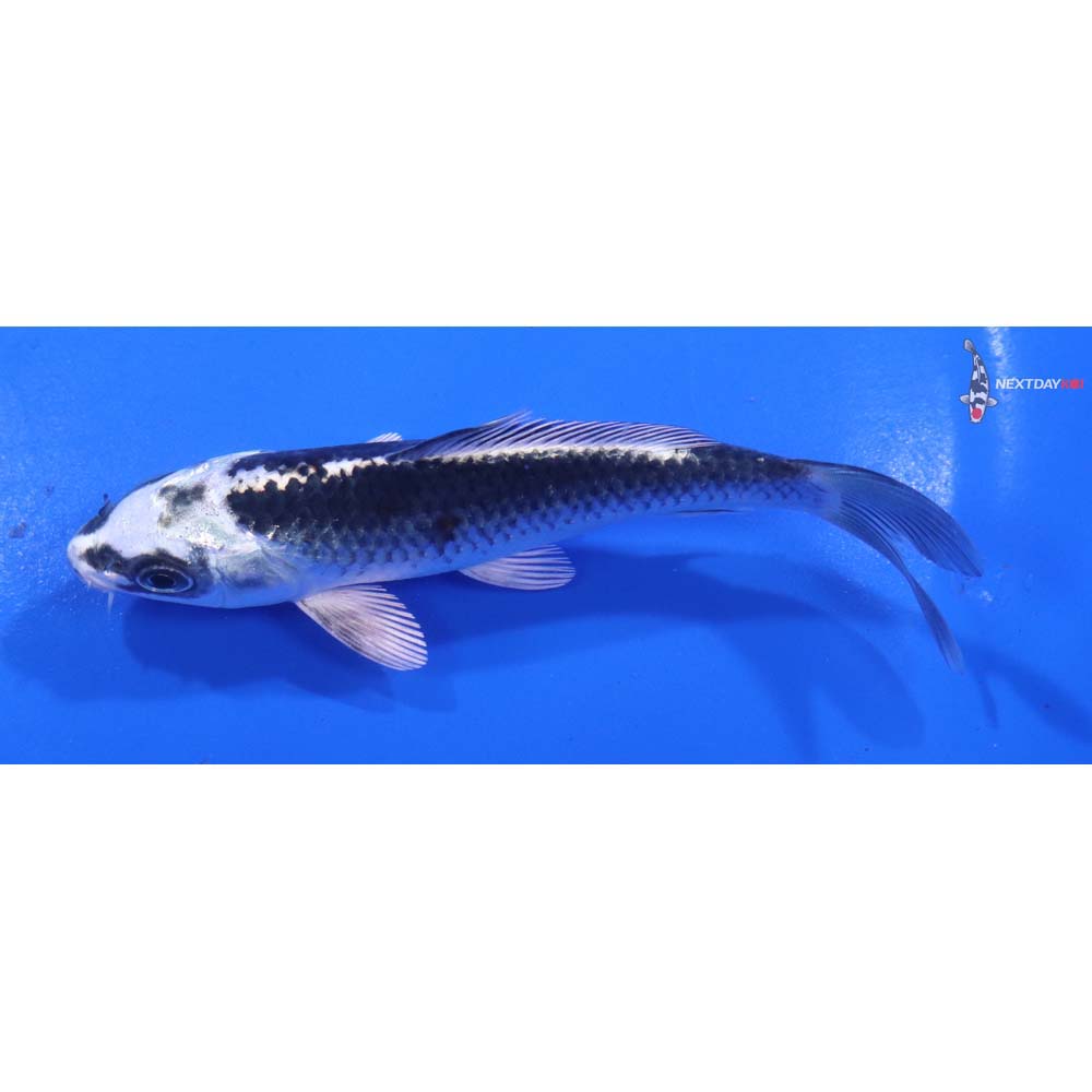 5” Imported Kujaku