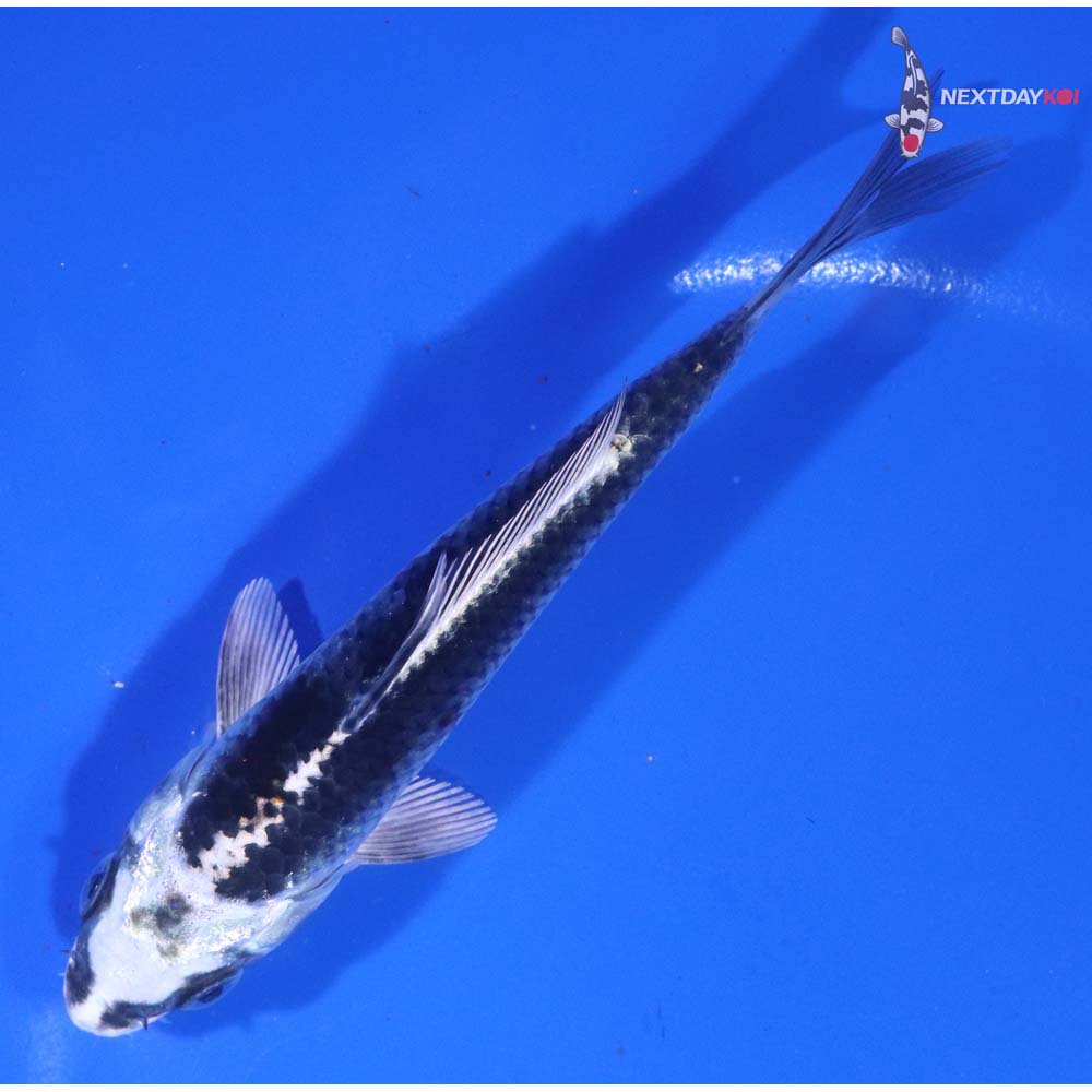 5” Imported Kujaku