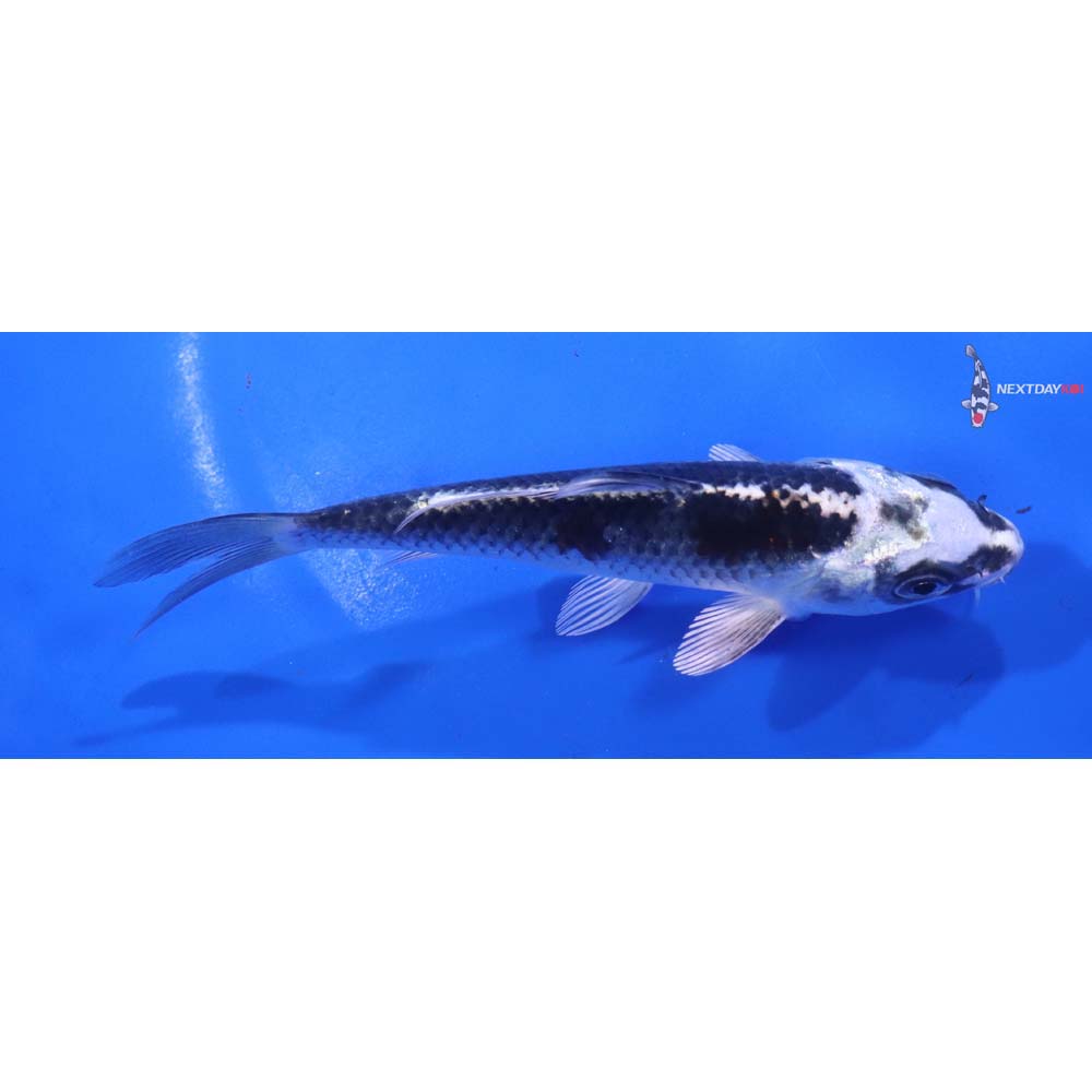 5” Imported Kujaku