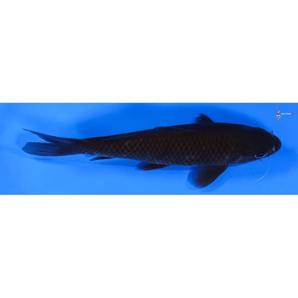5” Imported Chagoi