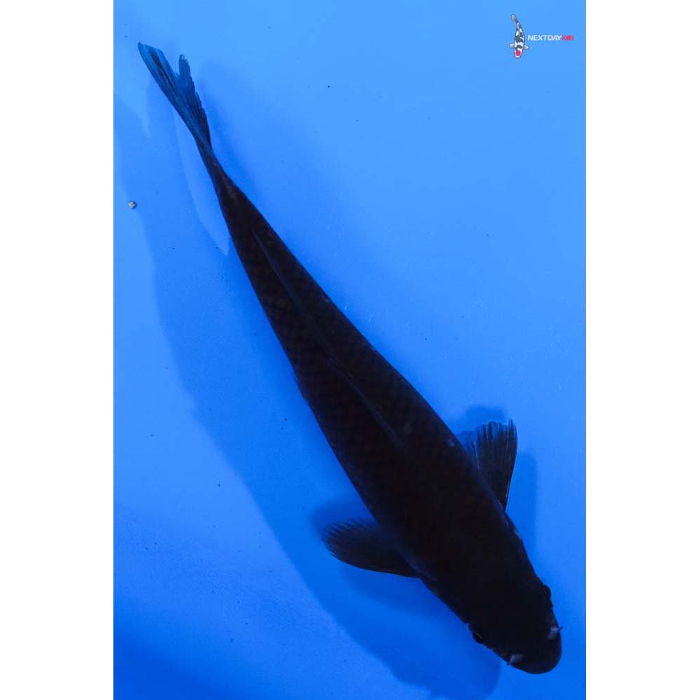 5” Imported Chagoi