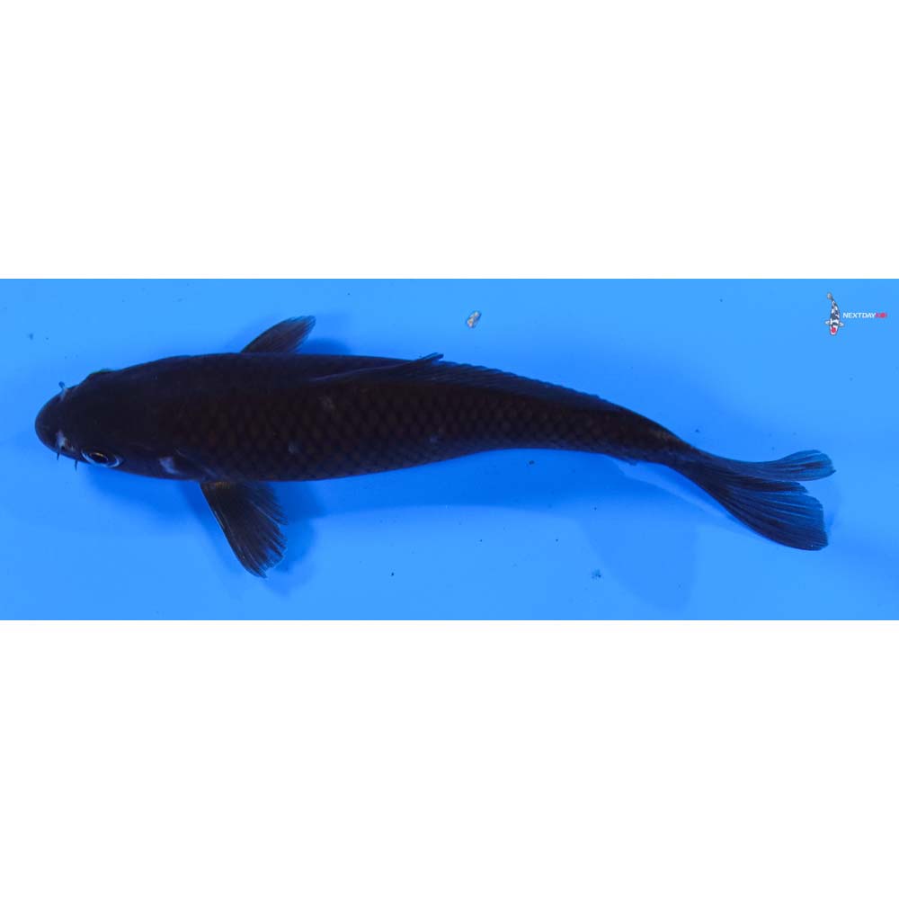 5” Imported Chagoi