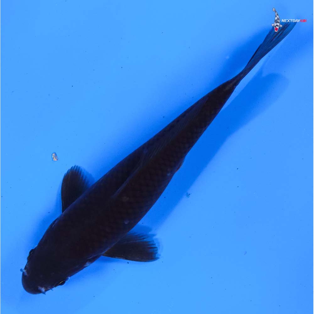 5” Imported Chagoi