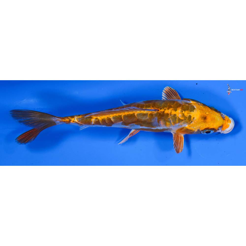 5” Imported Doitsu Kujaku