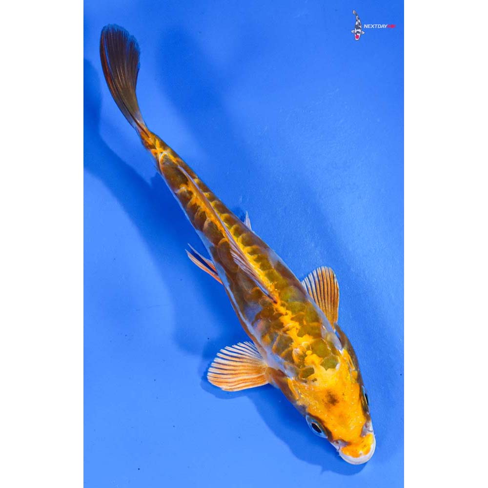 5” Imported Doitsu Kujaku