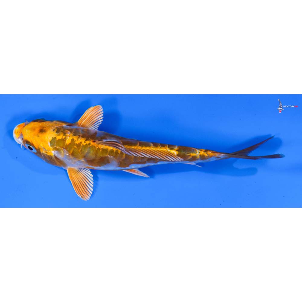 5” Imported Doitsu Kujaku