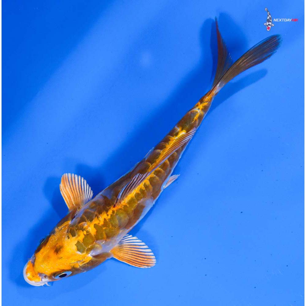 5” Imported Doitsu Kujaku