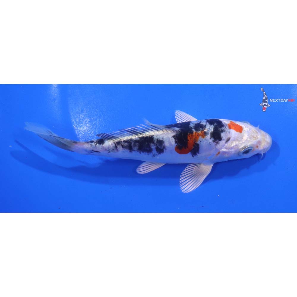 5.5” Imported Heisei Nishiki
