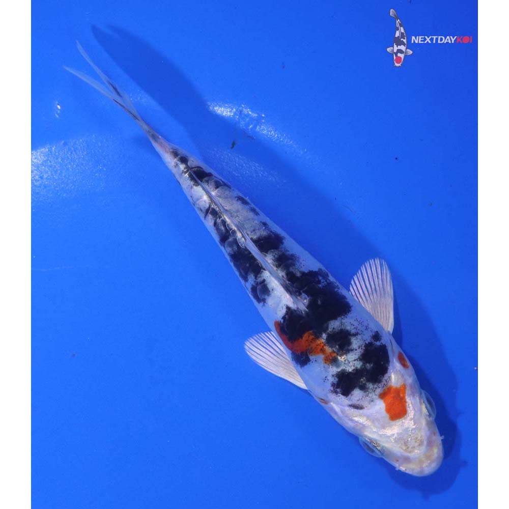 5.5” Imported Heisei Nishiki