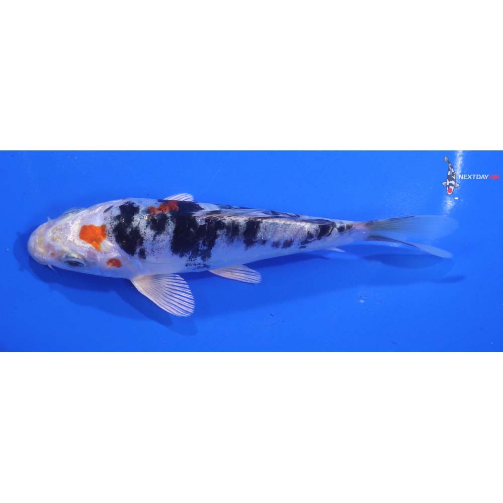 5.5” Imported Heisei Nishiki