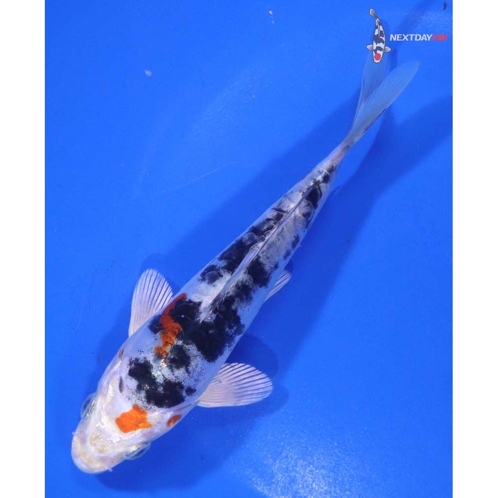 5.5” Imported Heisei Nishiki