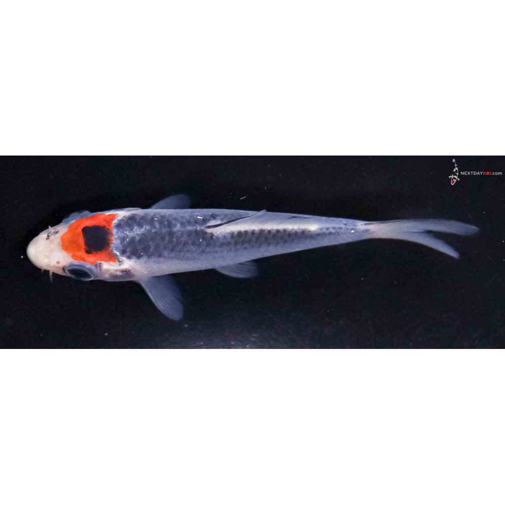 3.5” Imported Asagi