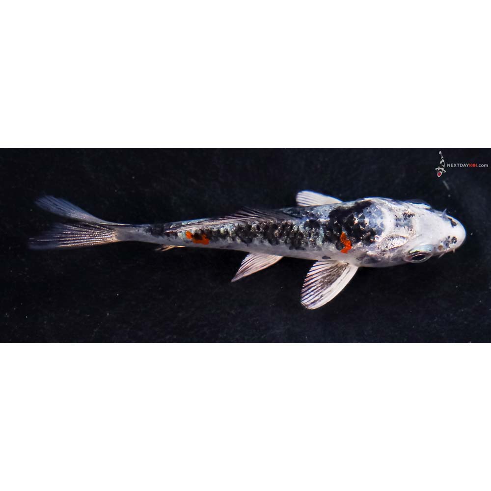 3.5” Imported Yamato Nishiki