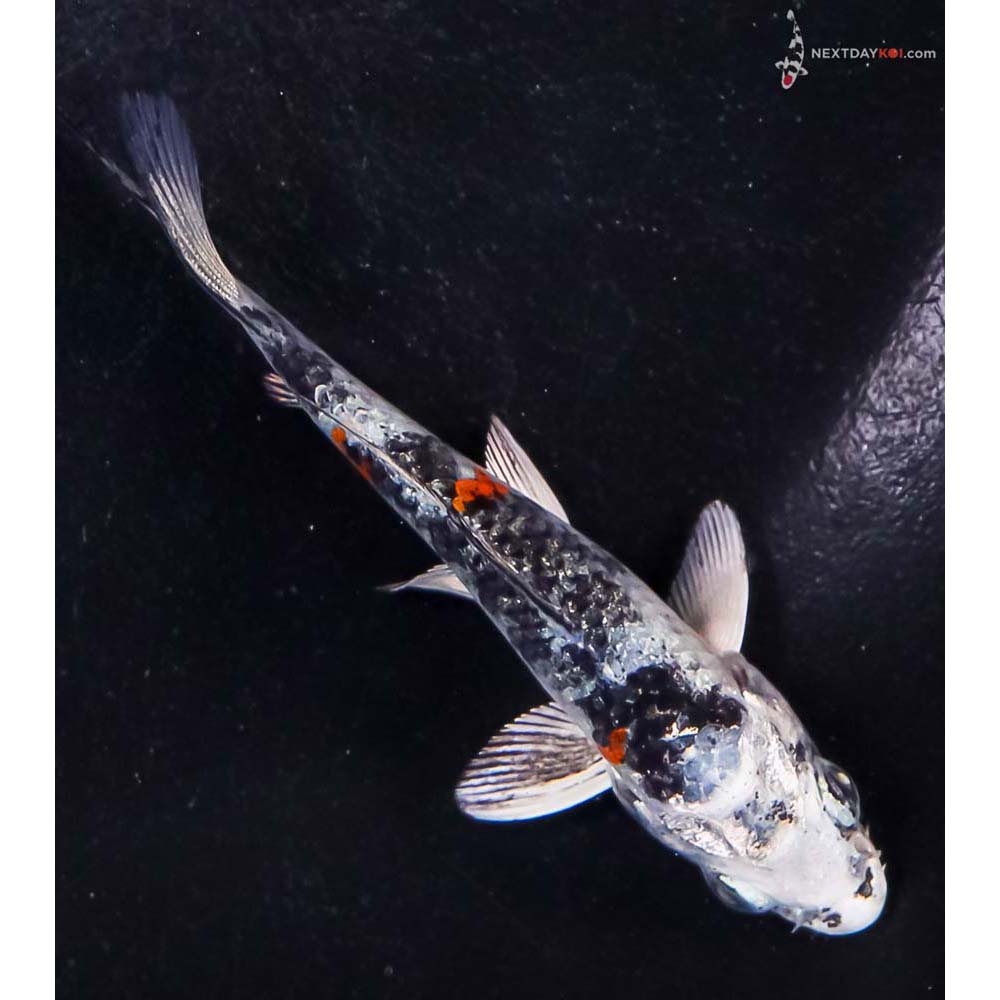 3.5” Imported Yamato Nishiki