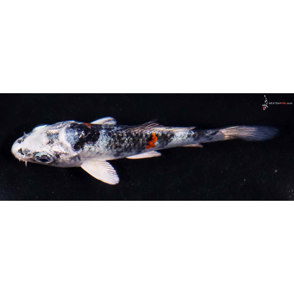 3.5” Imported Yamato Nishiki