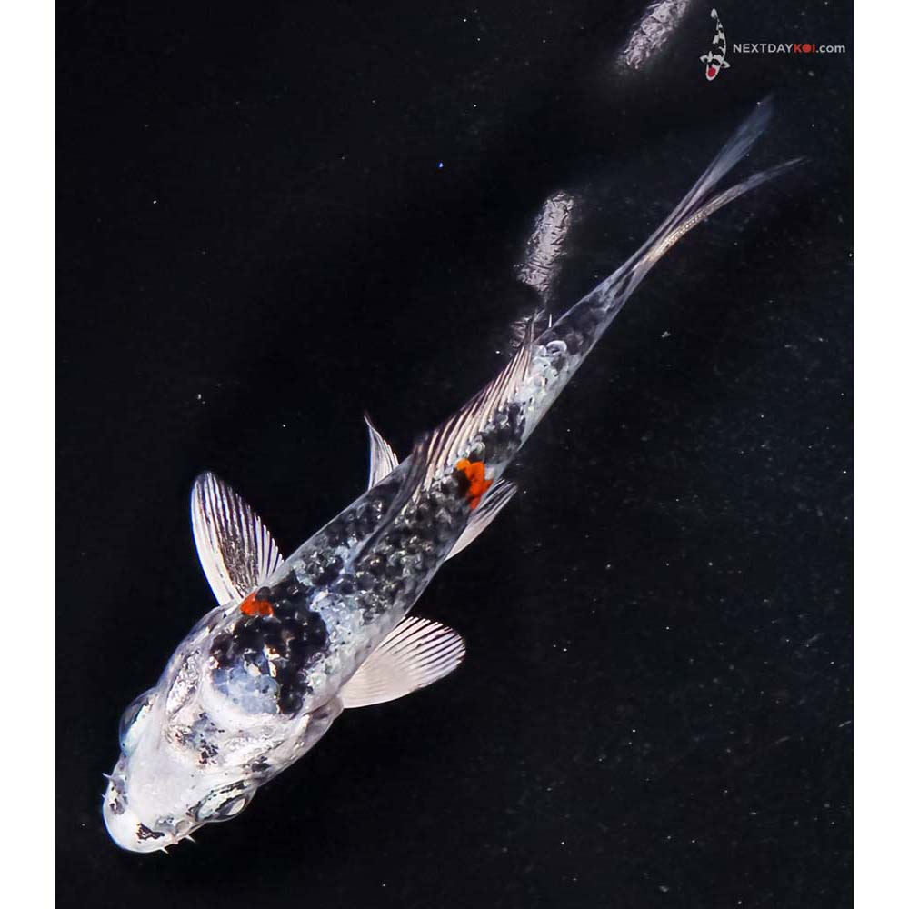 3.5” Imported Yamato Nishiki