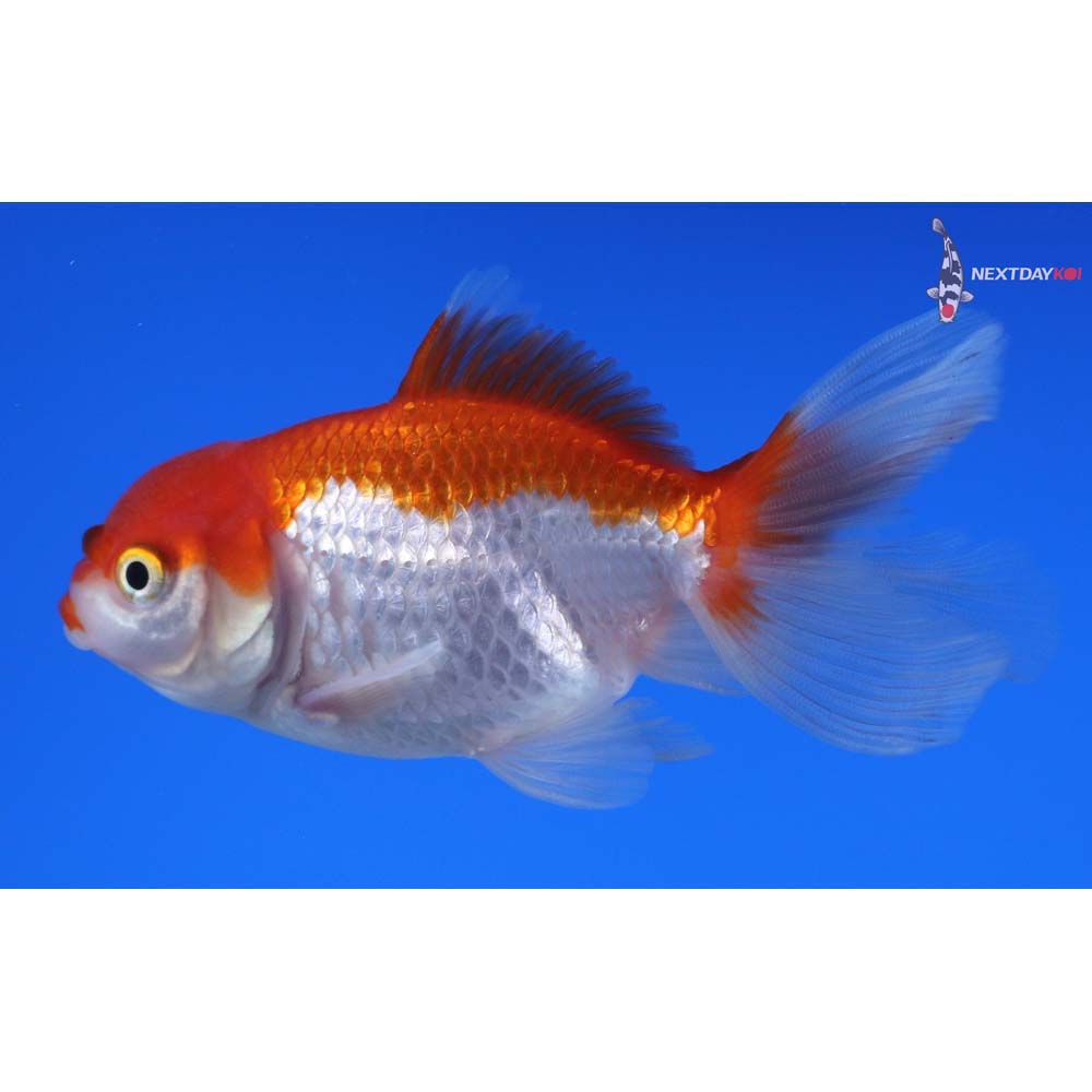 3.5” Imported Red and White Oranda