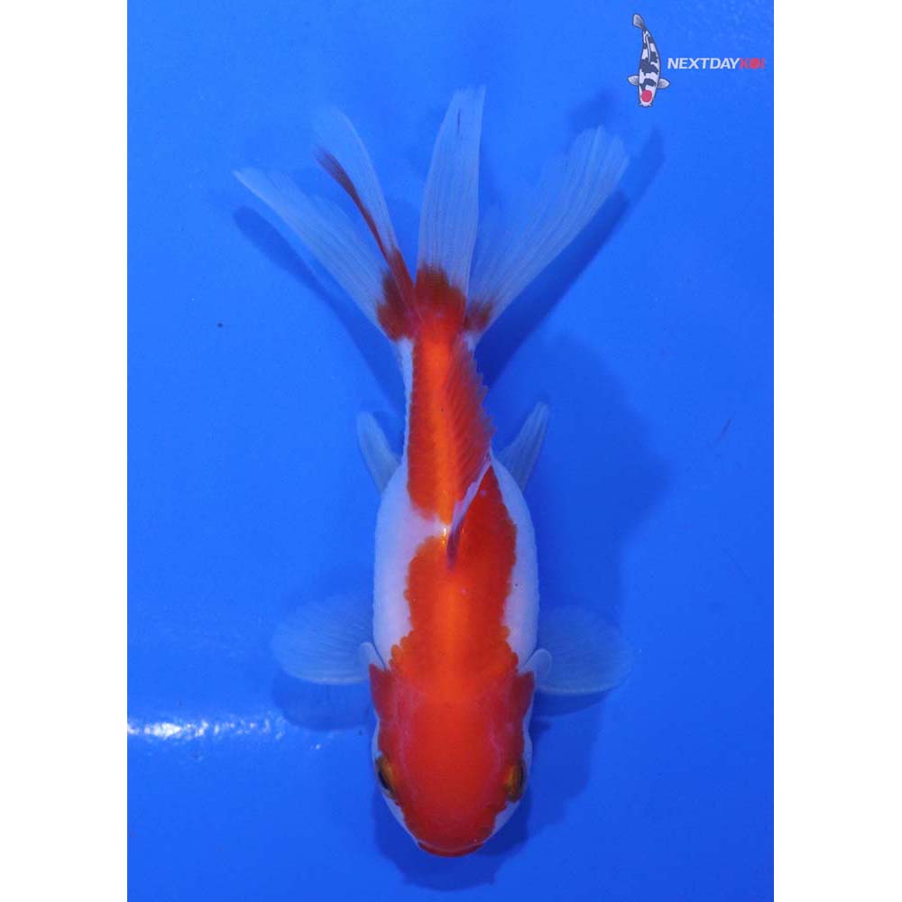 3.5” Imported Red and White Oranda