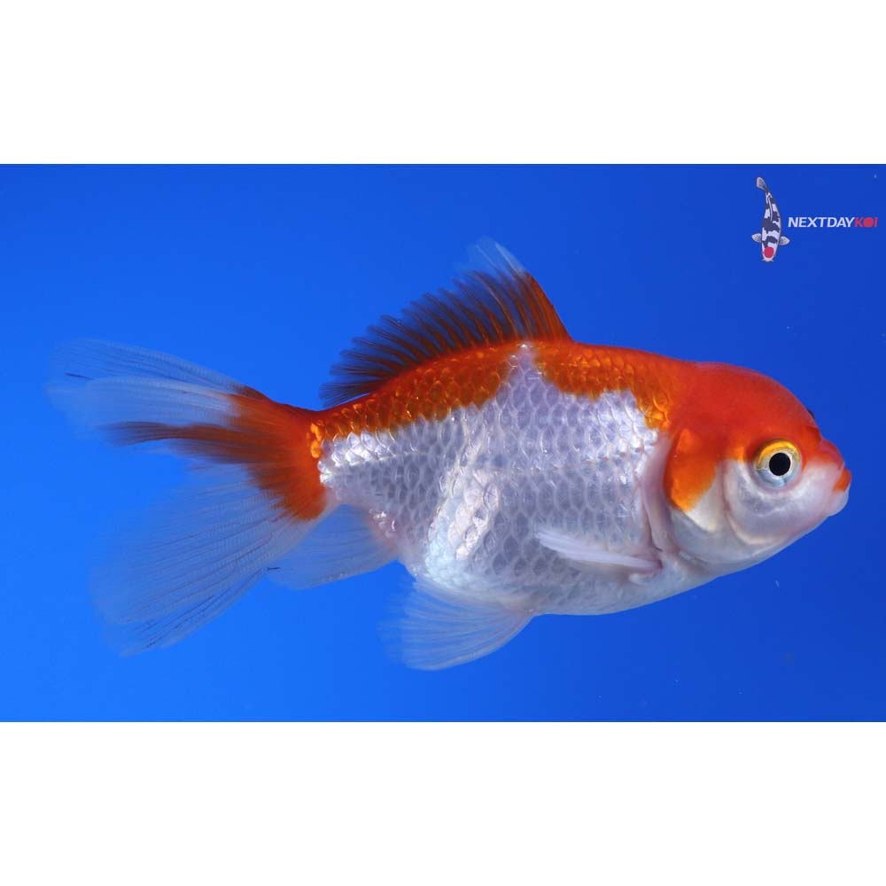 3.5” Imported Red and White Oranda
