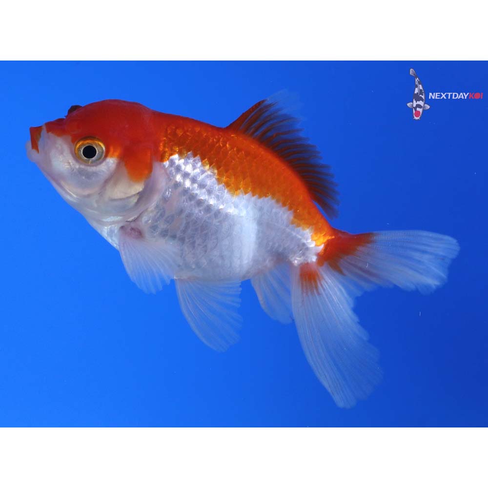 3.5” Imported Red and White Oranda