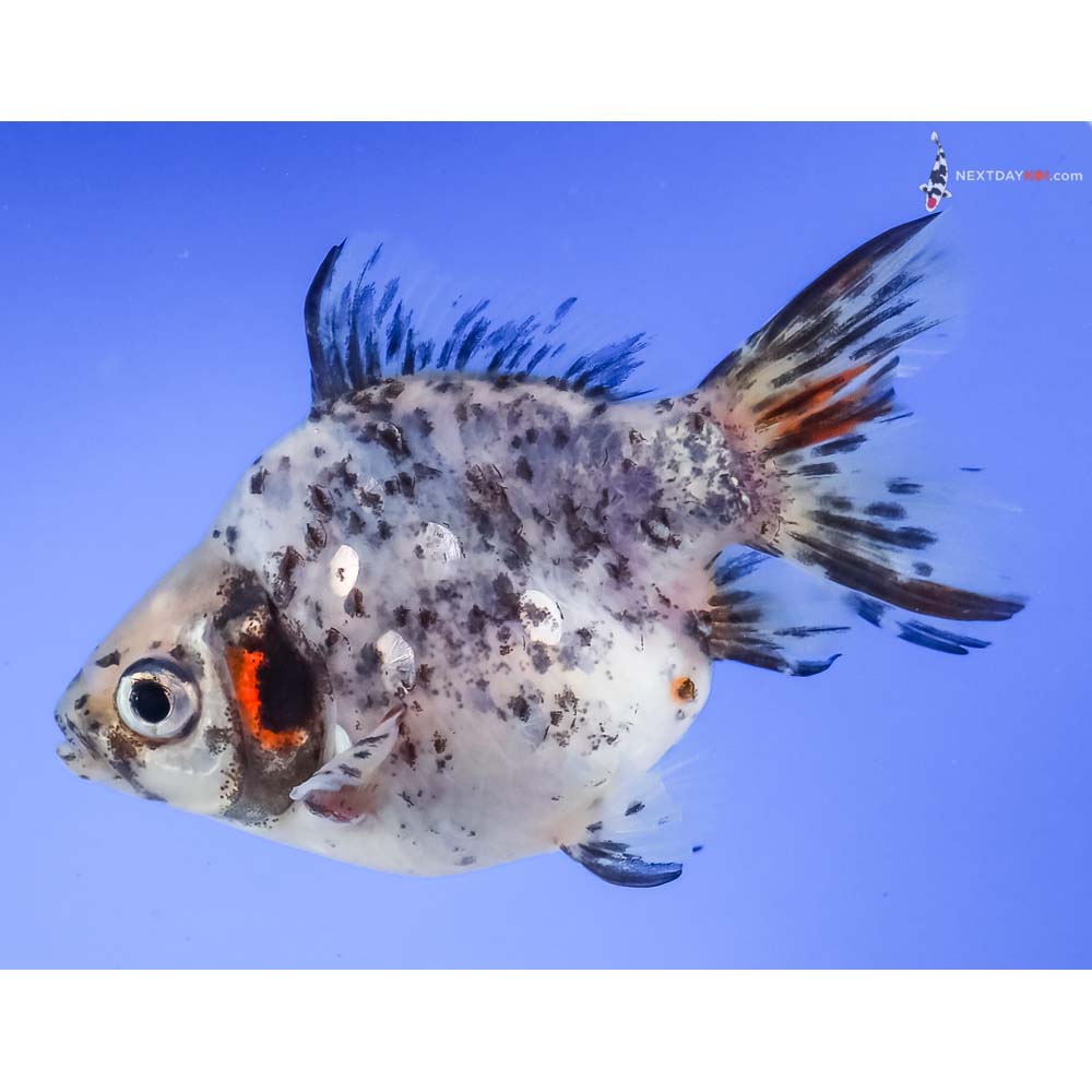 3.5” Imported Calico Ryukin