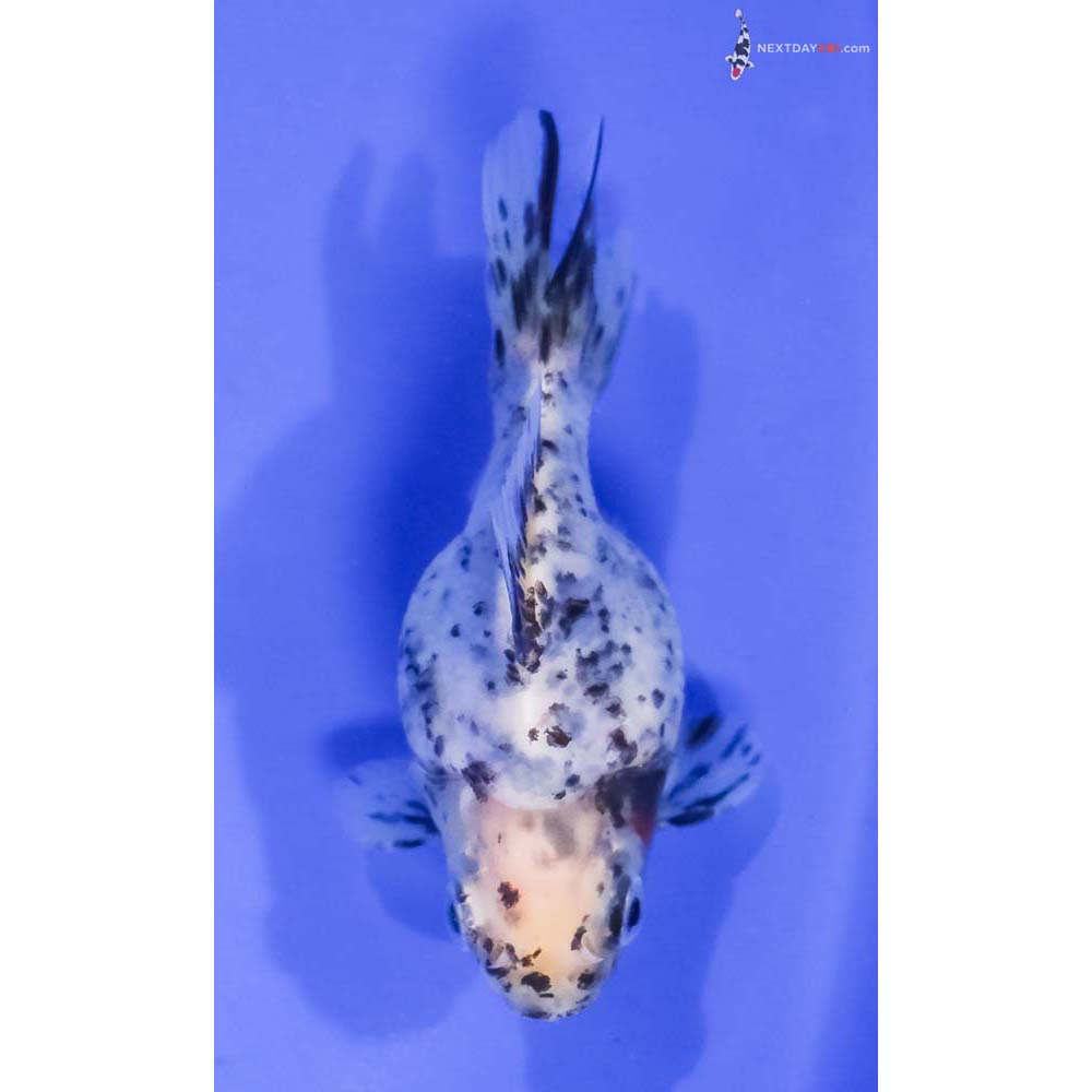 3.5” Imported Calico Ryukin